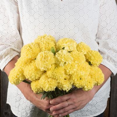 Marigold Nosento Limegreen