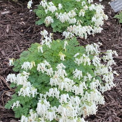 Dicentra AMORE Titanium