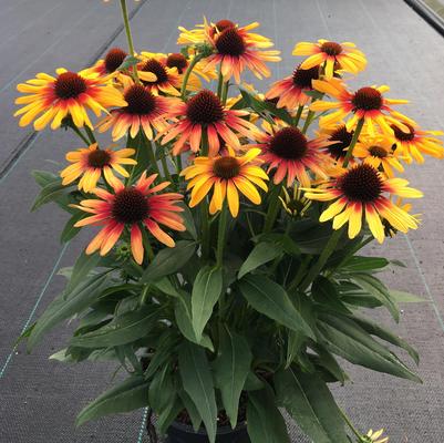 Echinacea Sunseekers® Tequila Sunrise