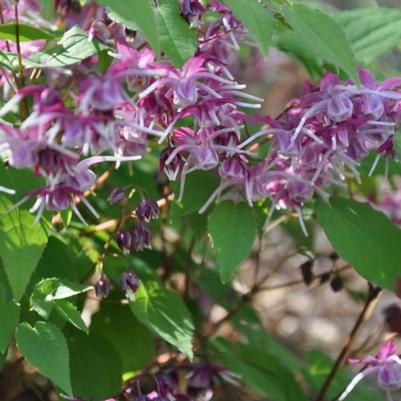 Epimedium Purple Pixie