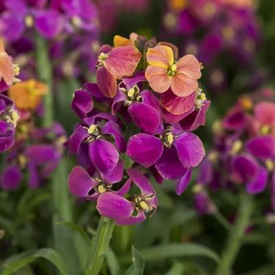Erysimum linifolium Erysistible Tricolor