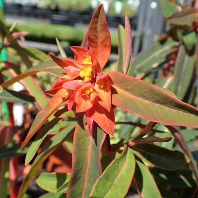 Euphorbia griffithii Fireglow