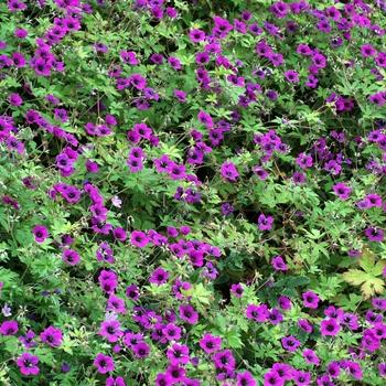 Geranium Ann Folkard