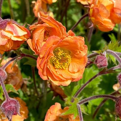Geum Tempo™ Orange