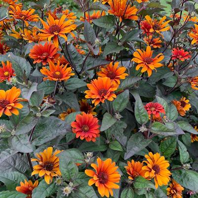 Heliopsis helianthoides Bleeding Hearts