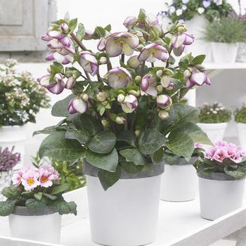 Helleborus Frostkiss® Glenda's Gloss
