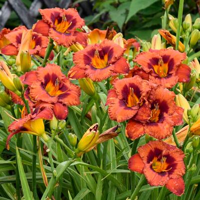 Hemerocallis Mighty Chestnut