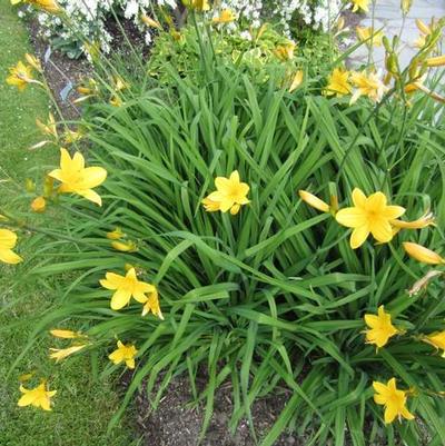 Hemerocallis lilioasphodelus 