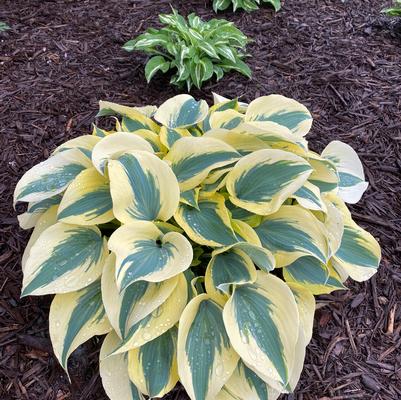 Hosta Ben Vernooij