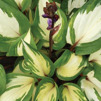 Hosta Raspberry Sundae