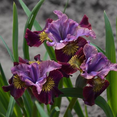 Iris sibirca Peacock Butterfly™ Miss Apple