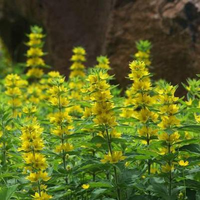 Lysimachia punctata Large Yellow Loosestrife