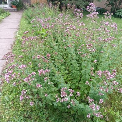 Origanum Rosenkuppel
