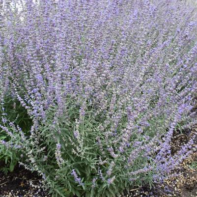 Perovskia atriplicifolia Jelena
