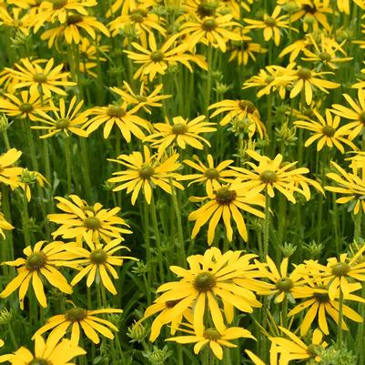 Rudbeckia Green-Eyed Lady