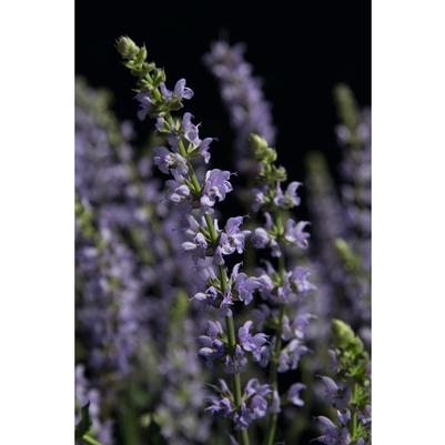 Salvia nemorosa Salute™ Ice Blue