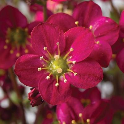 Saxifraga x arendsii Marto™ Rose