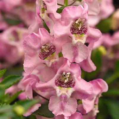 Angelonia Archangel™ Light Pink