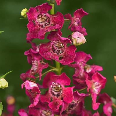 Angelonia Archangel™ Fuchsia
