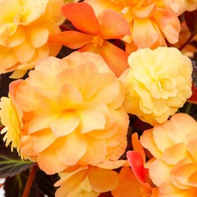 Begonia iCandy™ Sunset