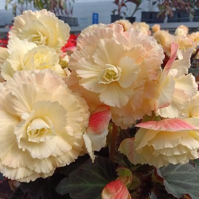Begonia iCandy™ Vanilla Cream