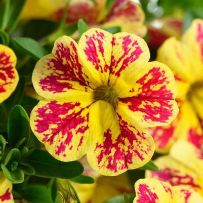 Calibrachoa Lia™ Abstract Lemon Cherry