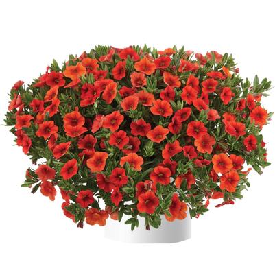 Calibrachoa Colibri™ Orange