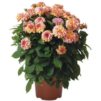 Dahlia Hypnotica® Vintage