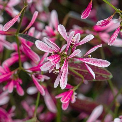 Euphorbia Starblast™ Pink
