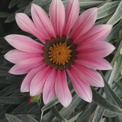Gazania Jupiter Silver Pink