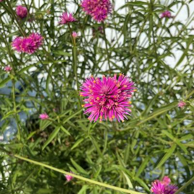 Gomphrena Fireball Pink