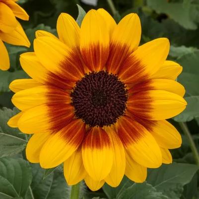 Helianthus annus Sunfinty® Bicolor Yellow-Red