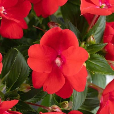 Impatiens Sol Luna Prime™ Red