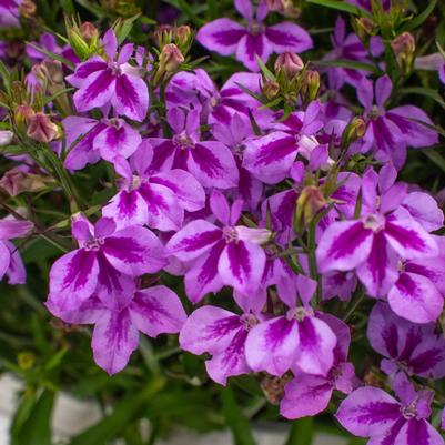 Lobelia Firefly Pink