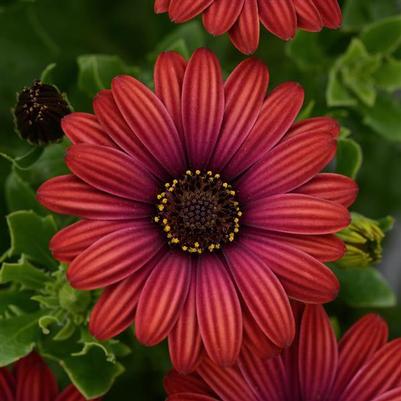 Osteospermum Zion™ Red