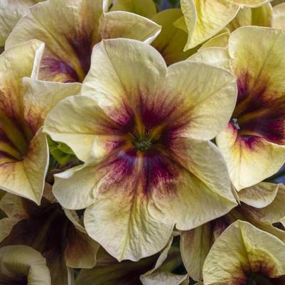 Petunia Crazytunia® Bananarama