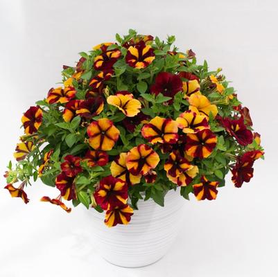 Petunia Crazytunia® Citrus Hill