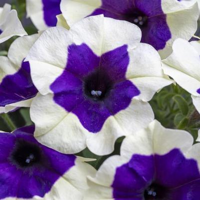 Petunia Crazytunia® Inkblot