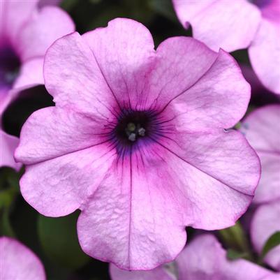 Petunia Headliner™ Crystal Pink