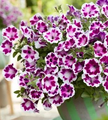 Petunia Painted Love™ Purple