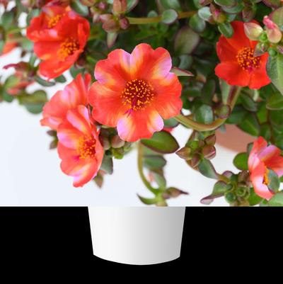 Portulaca Mega Pazzaz™ Tropical Twist