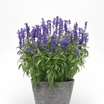 Salvia farinacea Mystical Blue