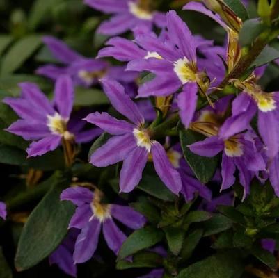 Scaevola Fanatix™ Compact Dark Blue