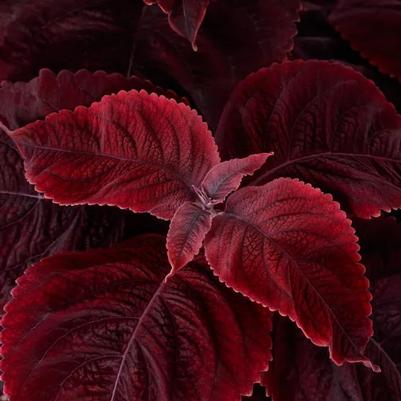 Coleus Mezmerize Rusty Red