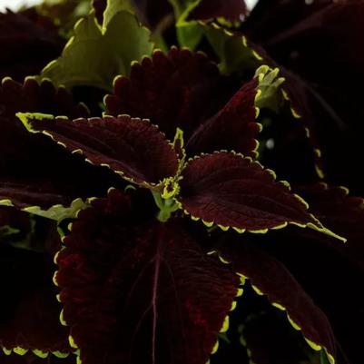Coleus Mezmerize Chocolate Lime