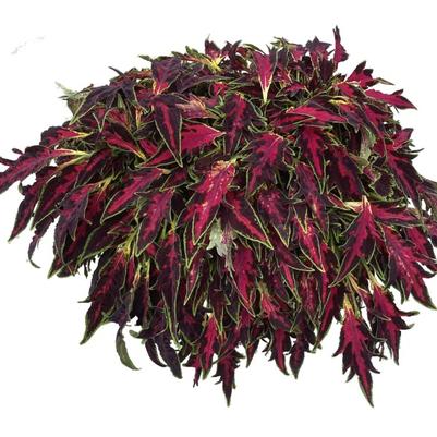 Coleus TerraScape All That Lava
