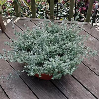 Helichrysum Silver Mist