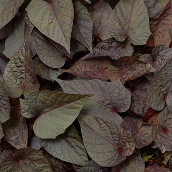 Ipomoea Heart Black