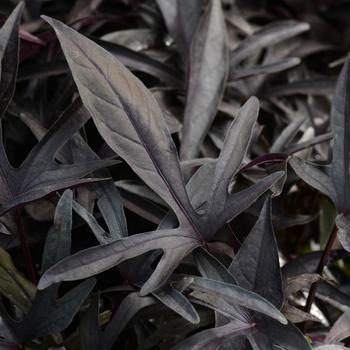 Ipomoea Lobed Black