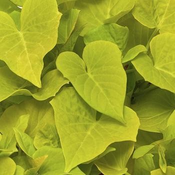 Ipomoea Heart Green